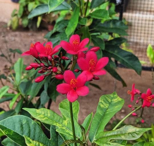 MANCHOTTIL GARDEN PUTHIYANGADI