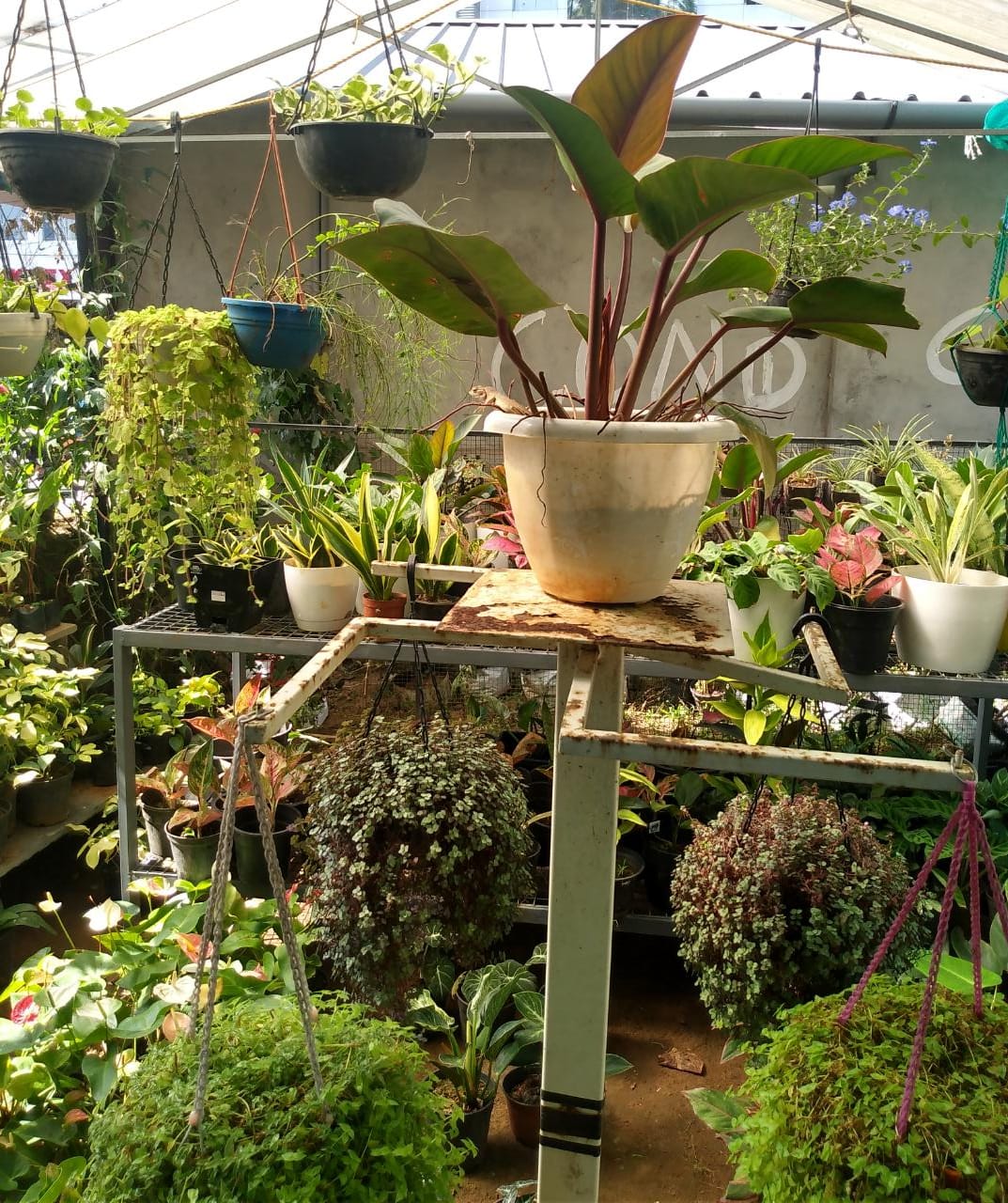 MANCHOTTIL GARDEN PUTHIYANGADI