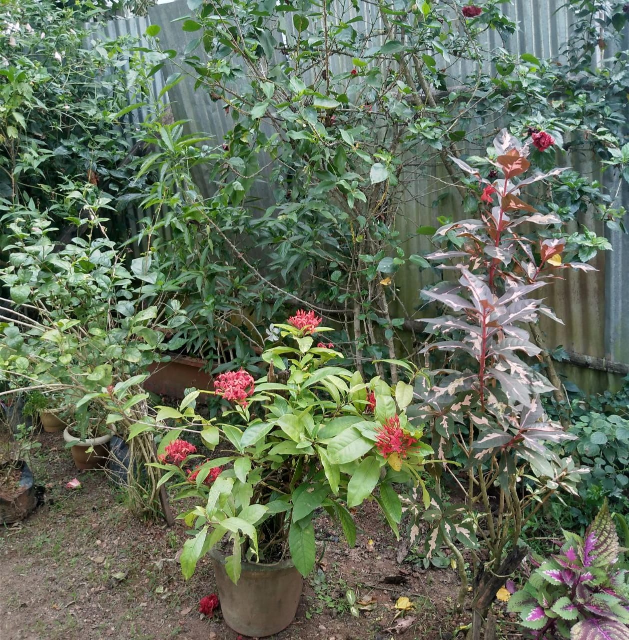 MANCHOTTIL GARDEN PUTHIYANGADI